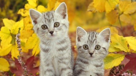 lovely brothers - autumn, brothers, kittens, beautiful, scenery