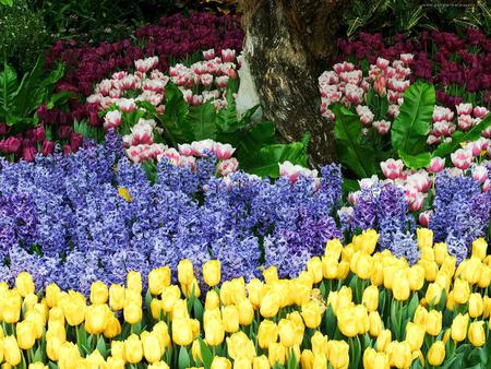 flowers garden - yellow, blue, beautiful, pink, flowers, tulips, garden, hyacinth, park