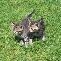 kittens