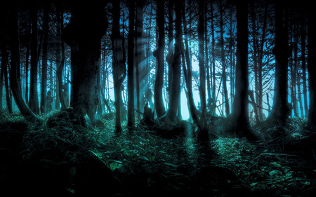 forest - light, blue, tree, dark