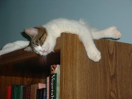 what a place to sleep - cabinet, sleep, funny, cat