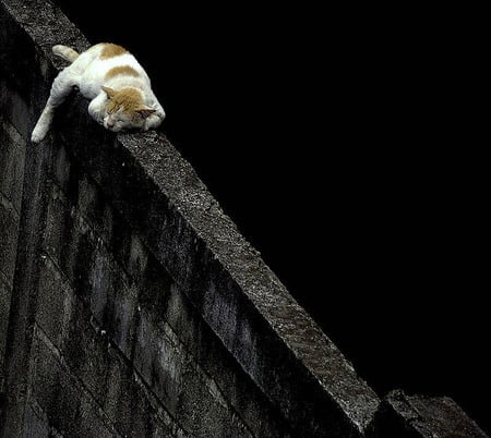 funny cat - sleeping, funny, cat, wall