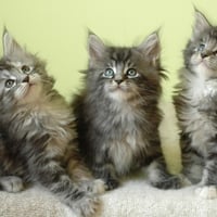 kittens