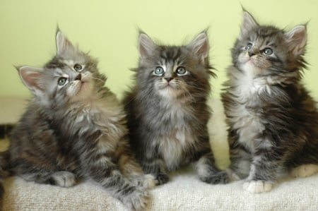 kittens - nature, animals, kittens, sweet, pets