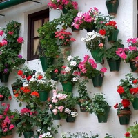 flowers on the wall