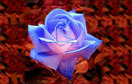 For Barb - rose, flower, blue and pink, ginger rogers