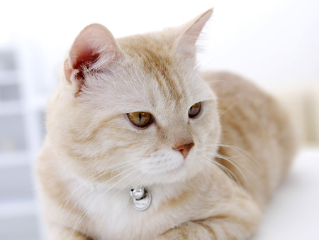 beautiful cat - beige tiger, resting, beautiful, cat