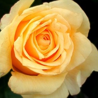 FOR YOU JACQUELENa FROM KATE