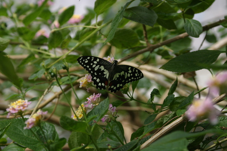 butterfly - butterfly, garden, photo, plants