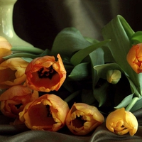 Tulips