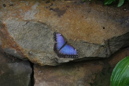 purple butterfly - nature, purple, butterfly, photo