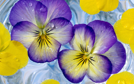 Flowers in water - flowers, water, yellow, purple, water drops, beauty