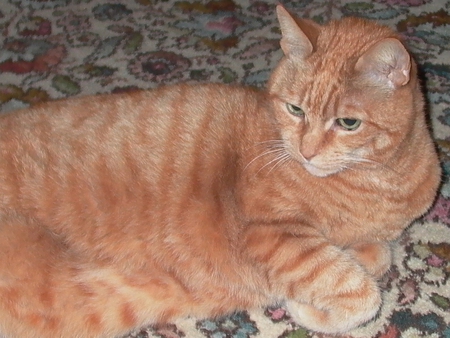 Our Albert - albert, tabby, ginger, cat