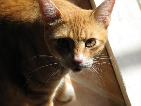 precious kitty - eyes, whiskers, white, orange