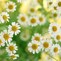 Cute daisies