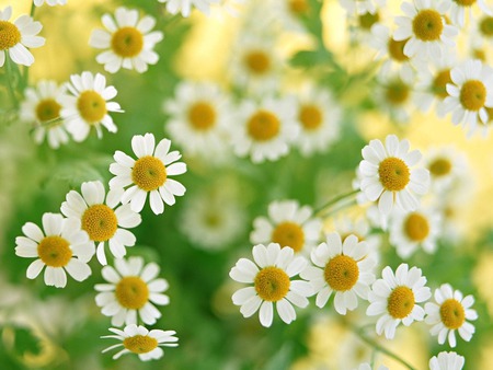 Cute daisies - fresh, white, flower, sunny, yellow, nature, daisy