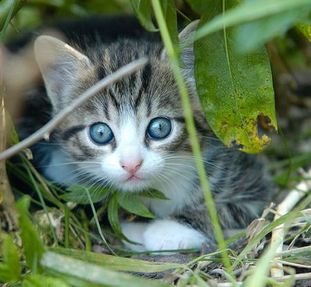 beautiful blue eyes - eyes, kitten, blue, beautiful