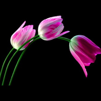 Tulips three