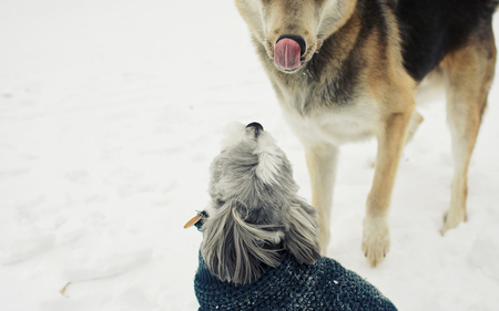 Cute Dogs - winter, beautiful, snow, dog, white, nature, dogs, cute, adorable, animals