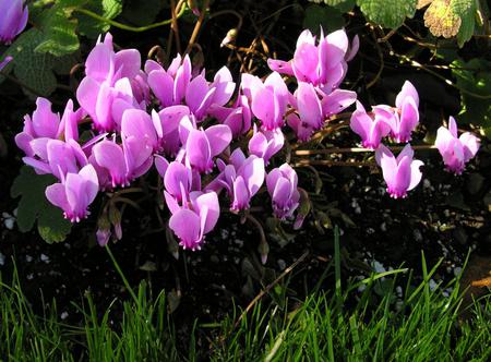 cyclamen - nature, fragrance, cyclamen, spring, forest, pink