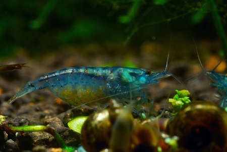 blue prawn - stone, water, blue, prawn, animals, life