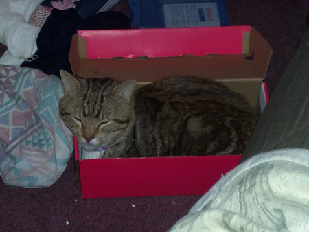 Shoebox Cat - adorable, simba, sleeping, cat