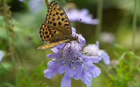 A butterfly on the blue flower - blue, green, butterfly, meadow, flower