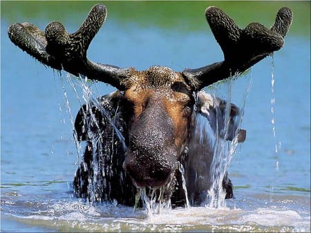 Moose - moose, a, symbol, mighty