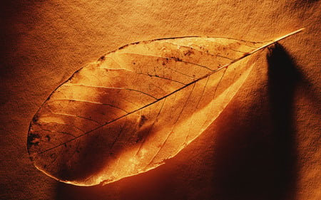 gold - leaf, macro, gold, light