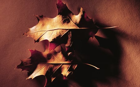 evening - macro, touching, leaf, autumn