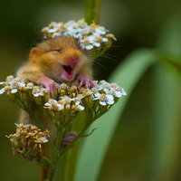 I LUV SPRING