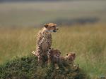 Cheetah family