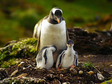 Penguin and babies - penguin, family, bird, baby