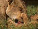 Lion bath time