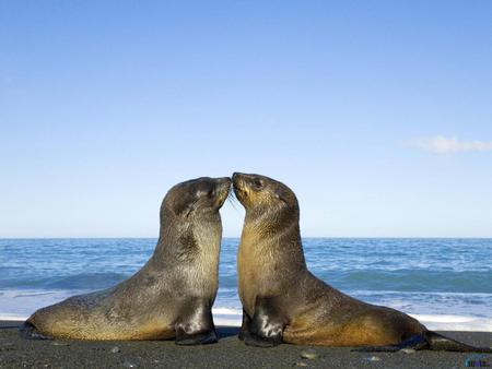 Seal kiss - artic, animal, snow, kiss, seal