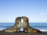 Seal kiss