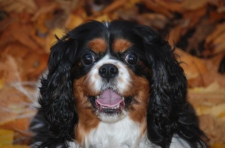 oliver - my dog, cavalier, nevermind, boy