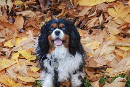 oliver - my dog, cavalier, fall, olvier