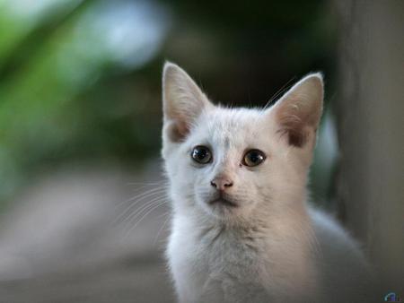 White kitten - animal, kitten, feline, mammal, sweet, cat