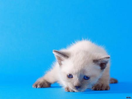 White shorthair kitten - white, animal, kitten, blue, feline, mammal, sweet, cat