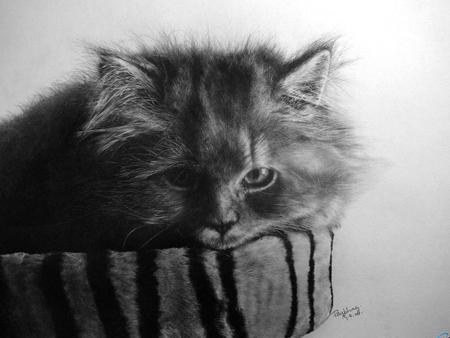 Black and white kitten - animal, kitten, cat, sweet, feline, mammal