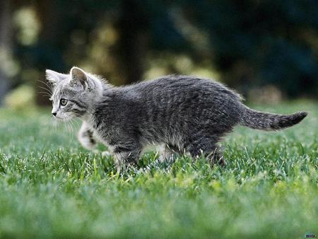 Kitten on grass - animal, kitten, feline, grass, mammal, sweet, cat