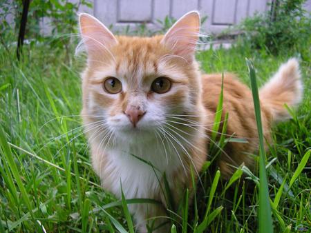 Ginger kitten - animal, kitten, feline, grass, mammal, sweet, cat