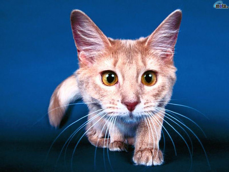 Big eye cat - animal, kitten, cat, sweet, feline, mammal