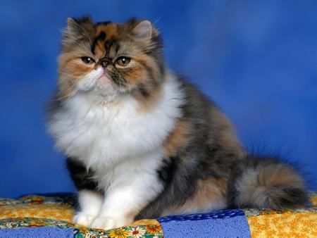 Fluffy kitten - animal, wide, kitten, feline, mammal, sweet, cat