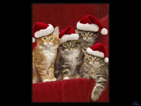 Christmas kittens - holiday, animal, kitten, cat, sweet, feline, christmas, mammal