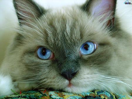 Big blue eyes cat - animal, kitten, feline, mammal, sweet, cat