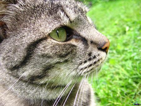 Green eyes cat - animal, kitten, feline, grass, mammal, sweet, cat