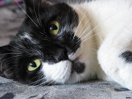 Calico cat resting - animal, kitten, feline, mammal, sweet, cat, calico