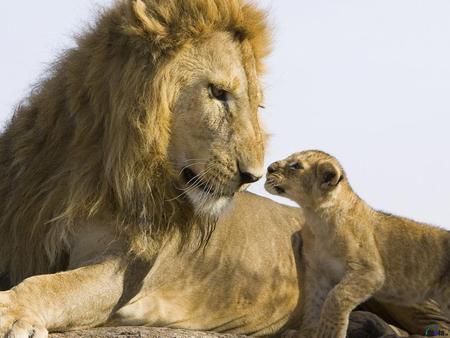 Feline love - animal, cub, feline, lion, mammal, love